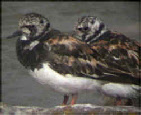 wp00545956_0f.jpg