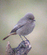 Black Redstart