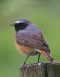 Common Redstart