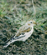 Snow Bunting