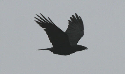 wp31bc50b5.jpg