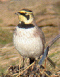 Shore Lark