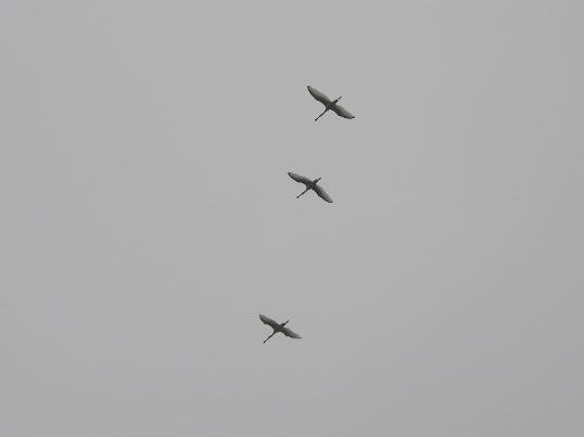 wp3978c612.jpg