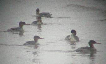 wp40347e78_0f.jpg