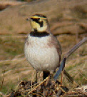 wp494dc210_0f.jpg
