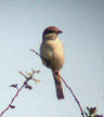 Red-backed Shrike, first for Severnside 30.8.3