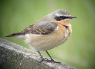 wp546ac58b_0f.jpg