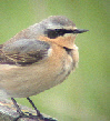 Northern Wheatear