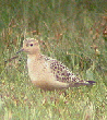 Buff-breasted Sandpiper, September 2003