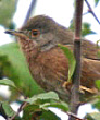 Dartford Warbler, October 2005