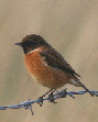 Stonechat