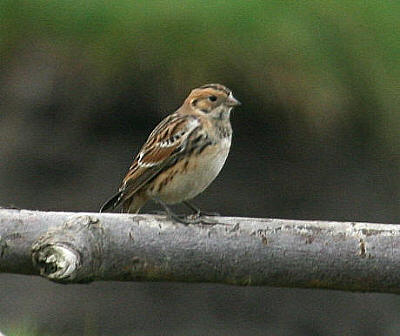 wpc806d00c.jpg