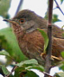 Dartford Warbler, October 2005