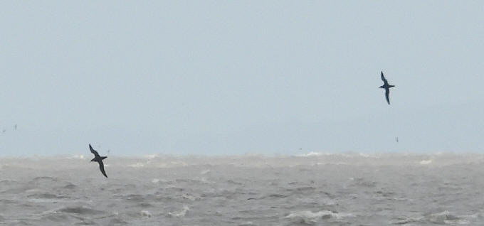 wpecfabca4.jpg