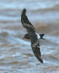 Leach's Petrel